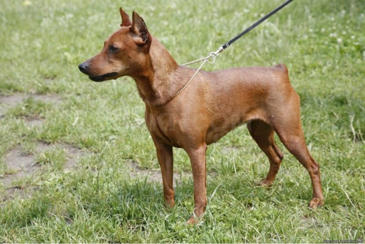 Японский карликовый пинчер