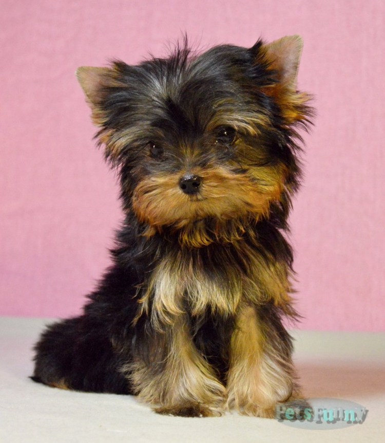 Собака породой чихуахуа,болонка,Йоркширский терьер