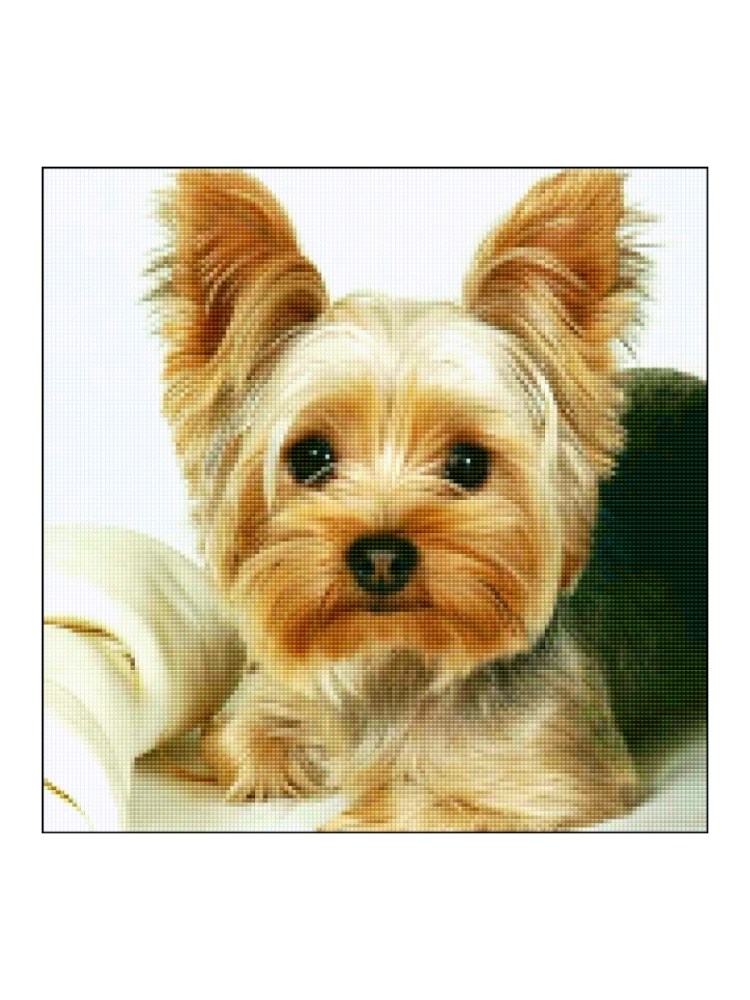 Чистокровный Йоркширский терьер