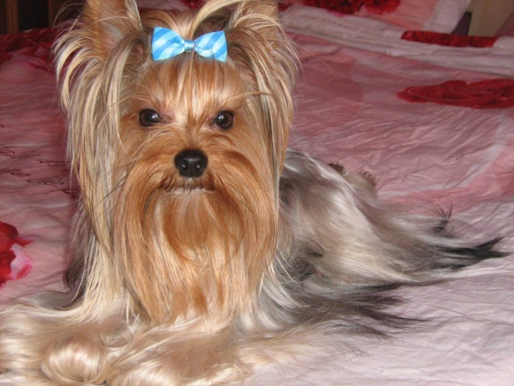 Ештерьерский терьер