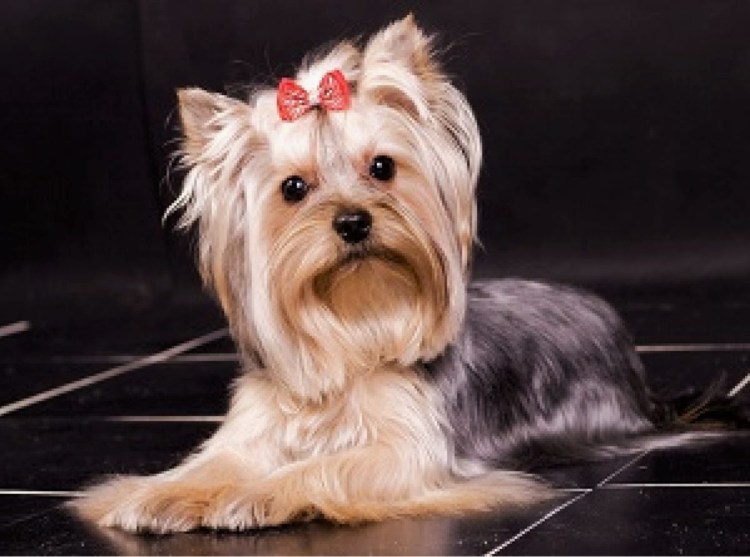 Карликовый ёршский терьер