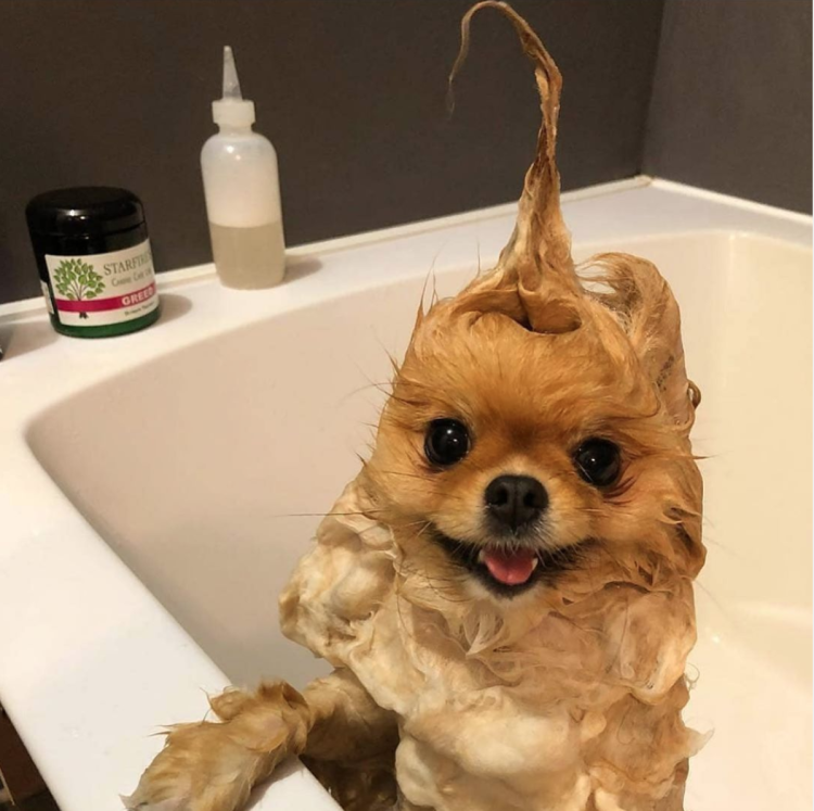 Йоркширский терьер