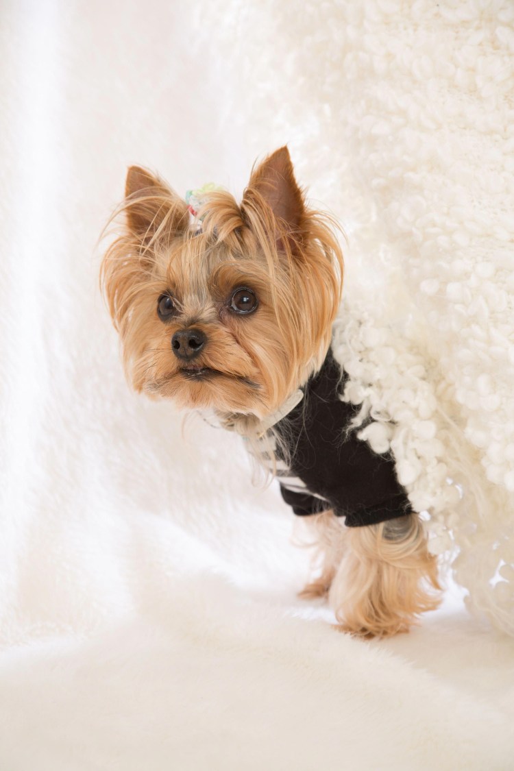 Голден Йоркширский терьер