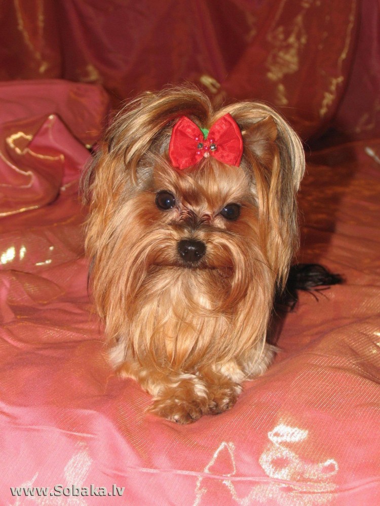 Ершистый терьер мини