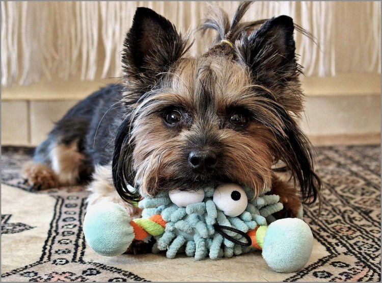 Йоркширский терьер гавкает