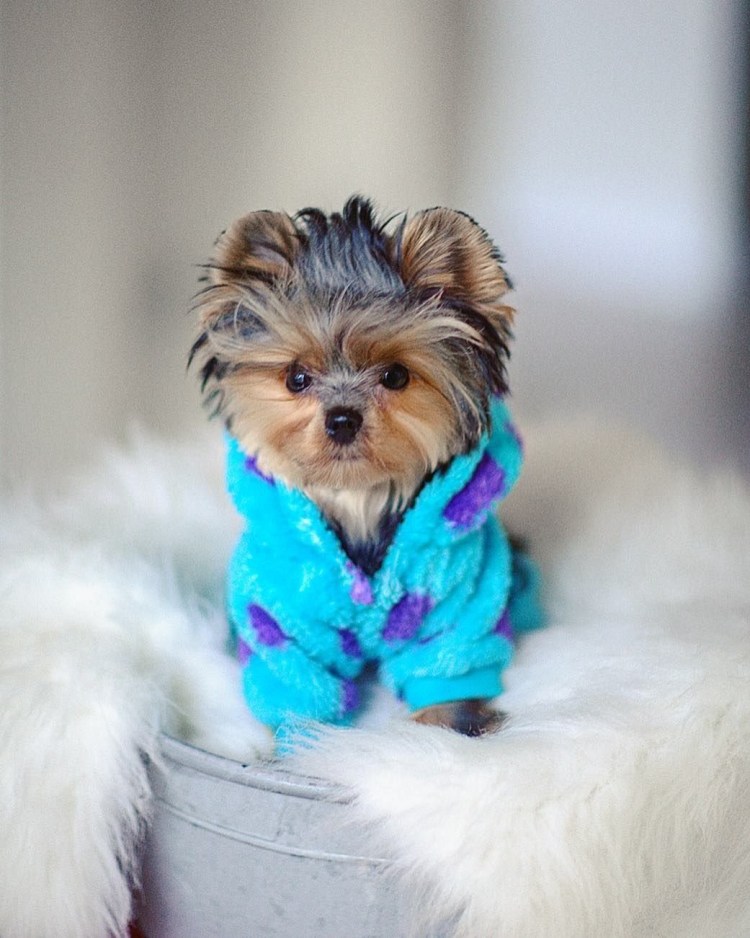 Йоркширский терьер Teacup