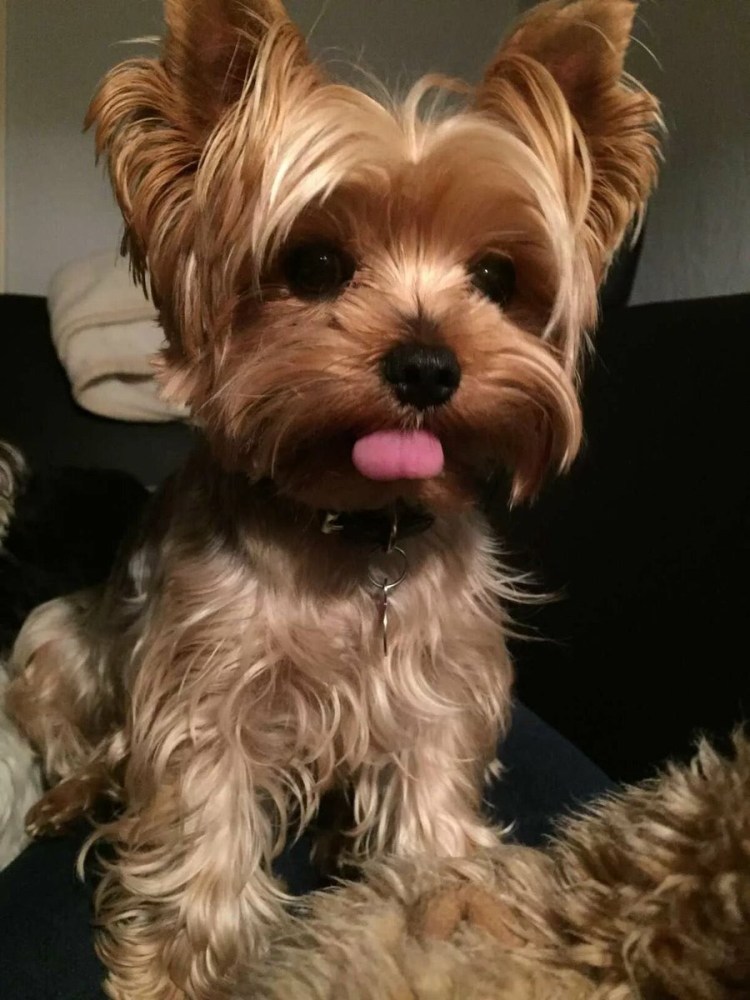 Йоркширский терьер