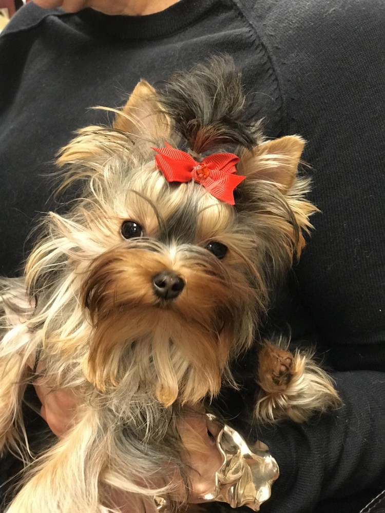 Йоркширский терьер