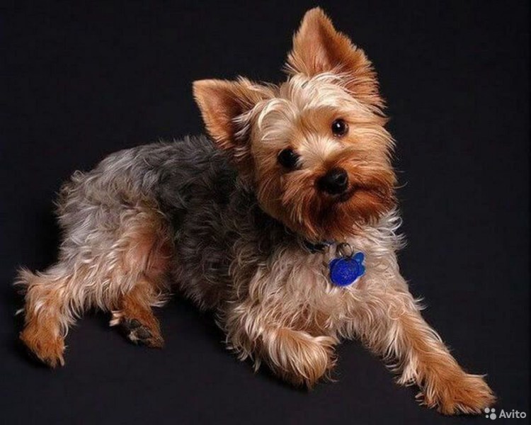 Ершистый терьер мини