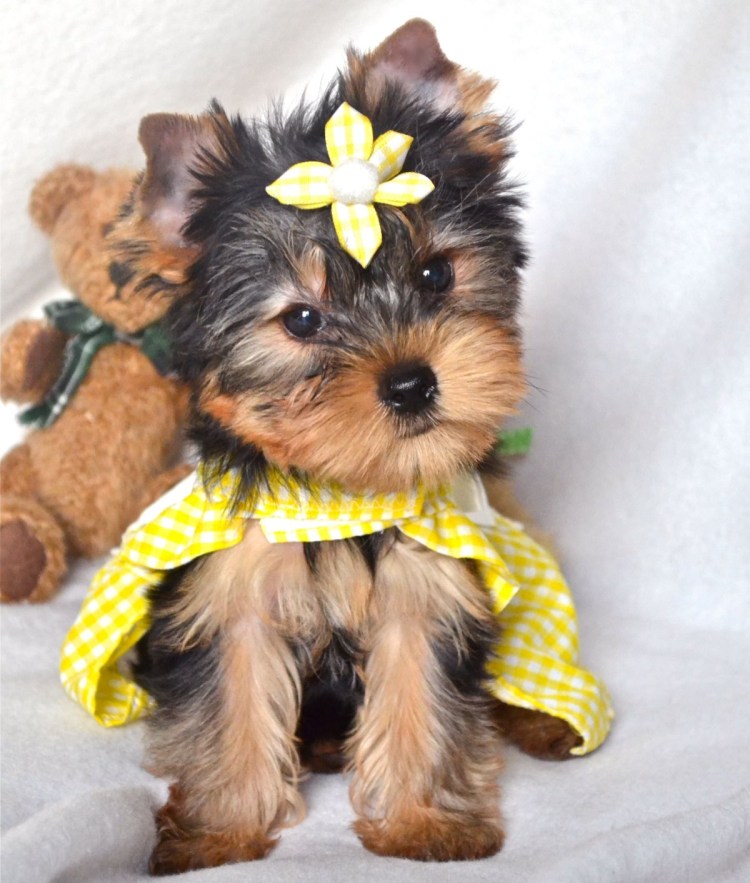 Йоркширский терьер мини