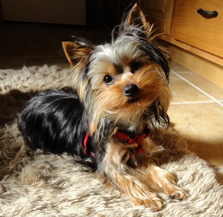 Терьер Йоркширский Малошерстный