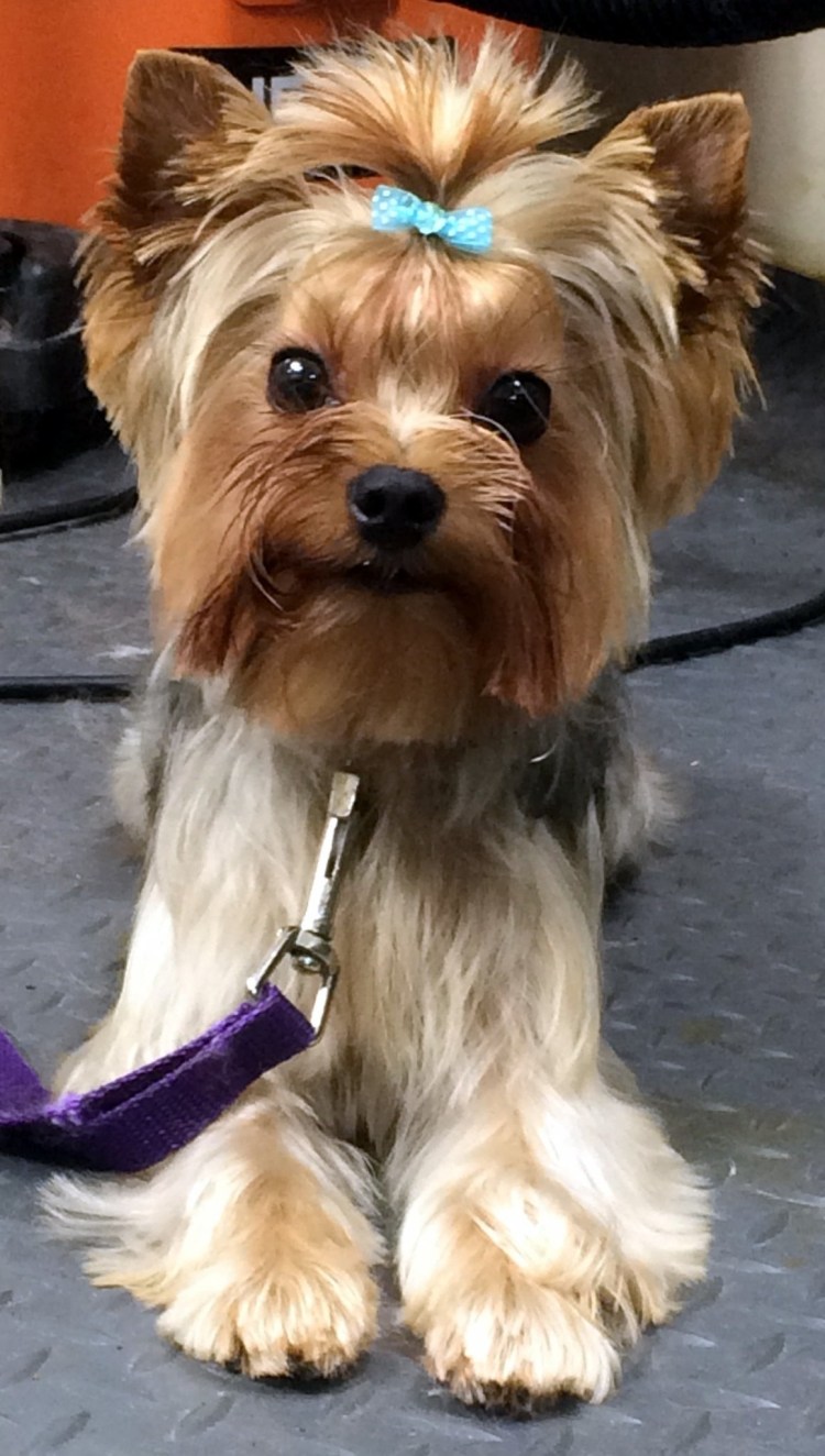 Йоркшир терьер