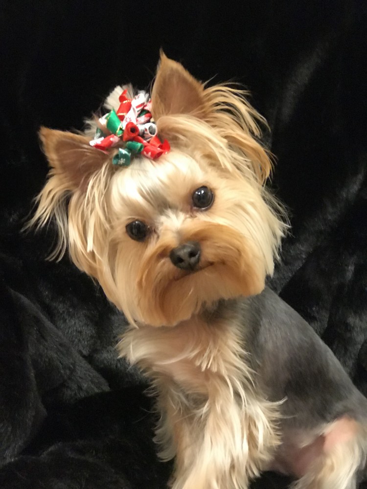 Йоркширский терьер переросток