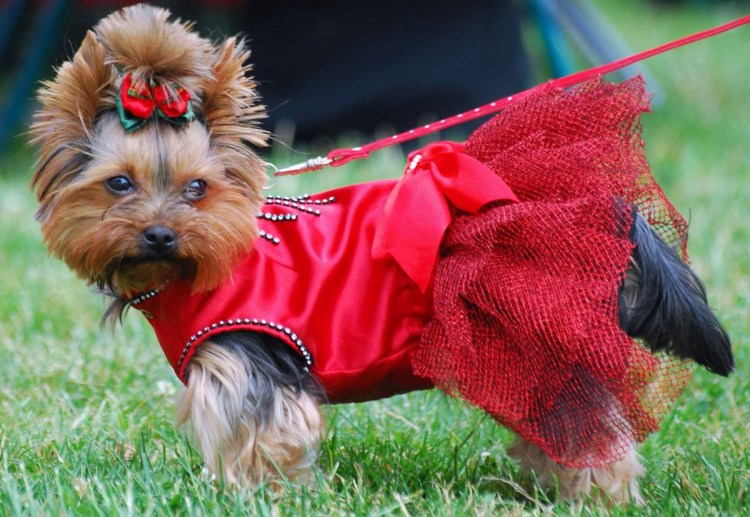 Шляйх Йоркширский терьер