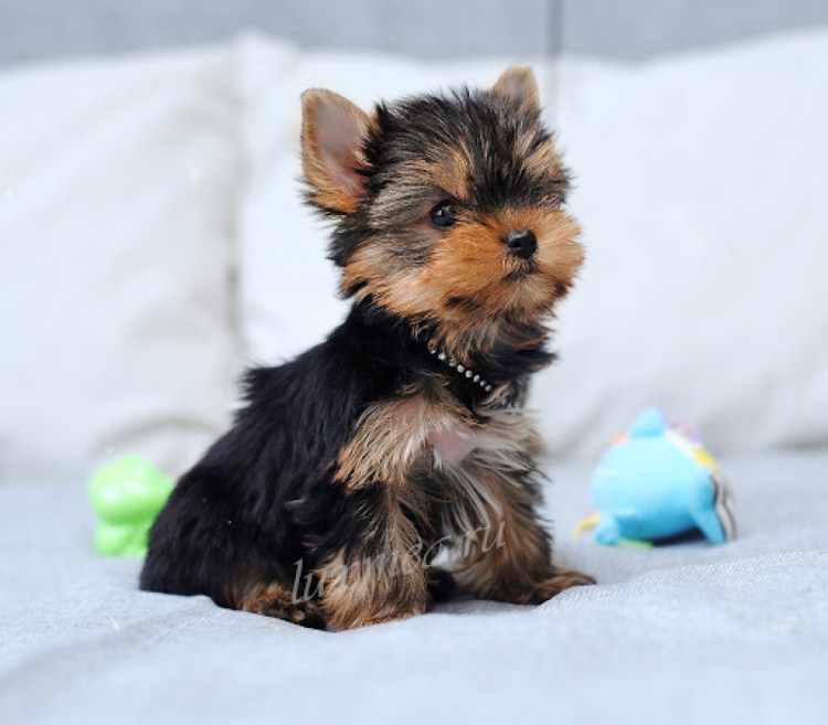 Толстый Йоркширский терьер