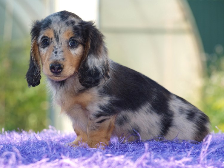 Карликовая такса пятнистая