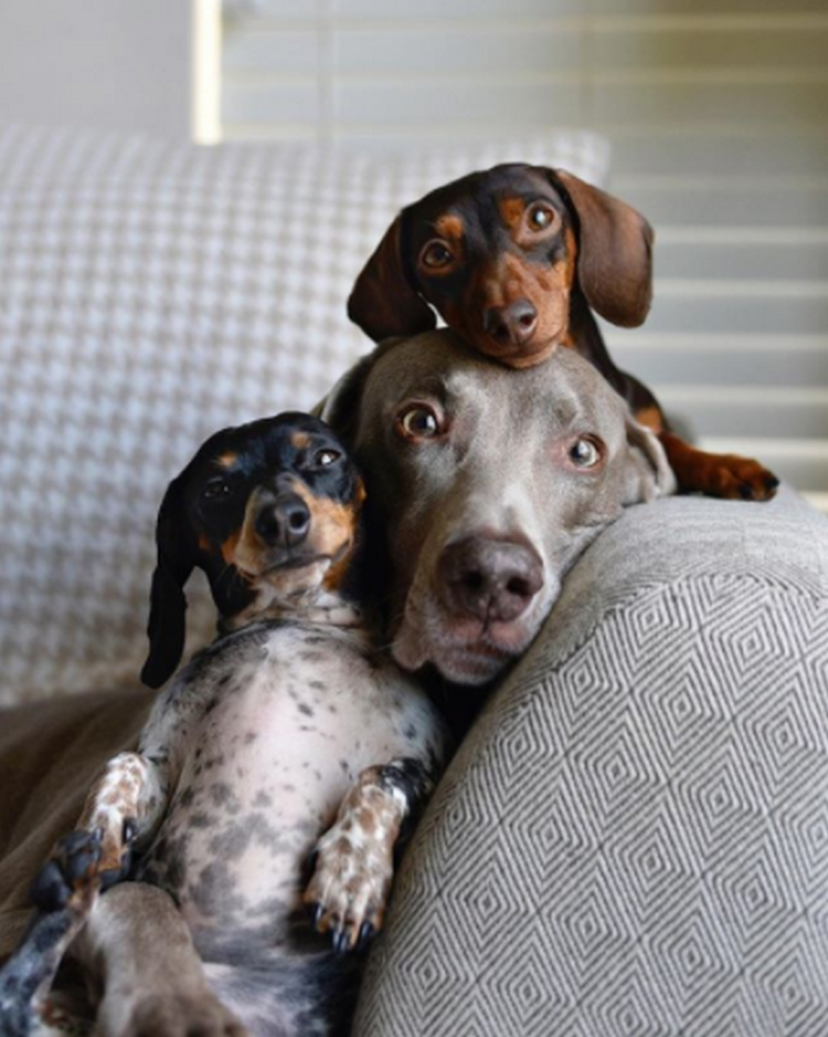 Длинношерстная такса пятнистая