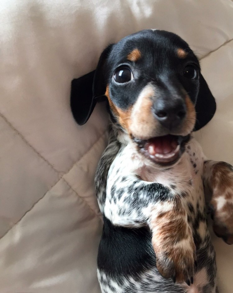 Кроличья такса пятнистая