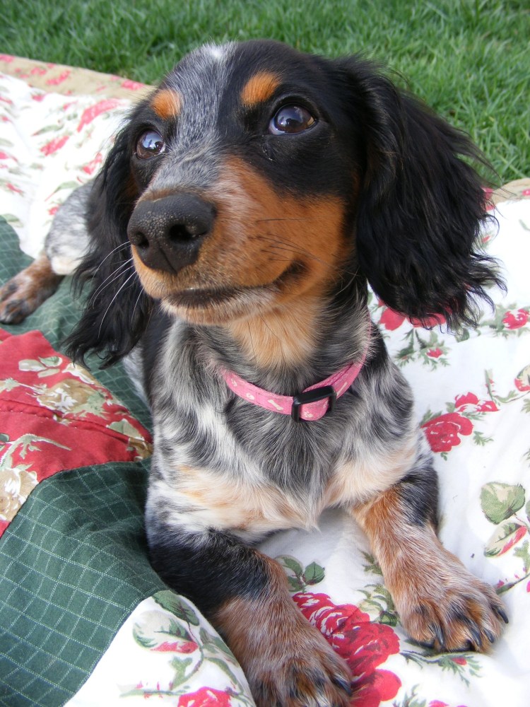 Бигль и такса