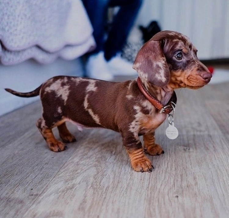 Мраморная голубоглазая такса