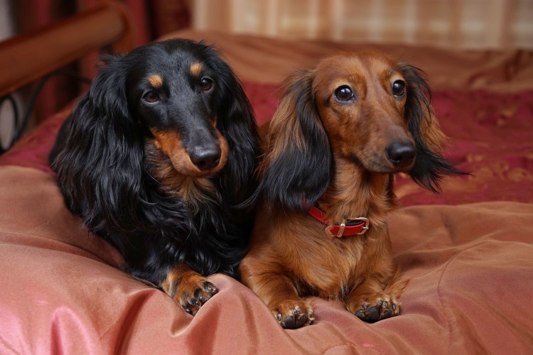 Красивые собаки для квартиры