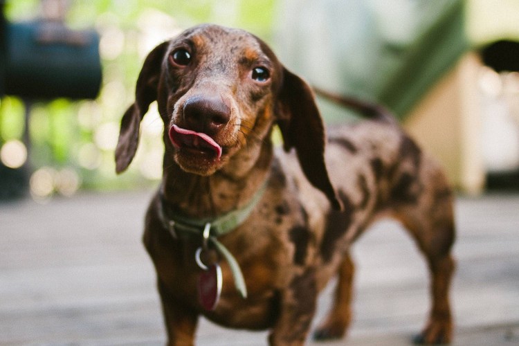 Карликовая такса пятнистая