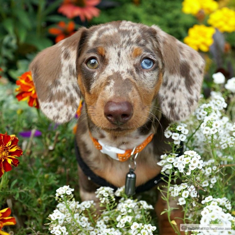 Такса собака такси