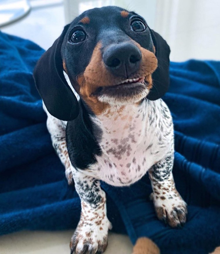 Такса пайболд