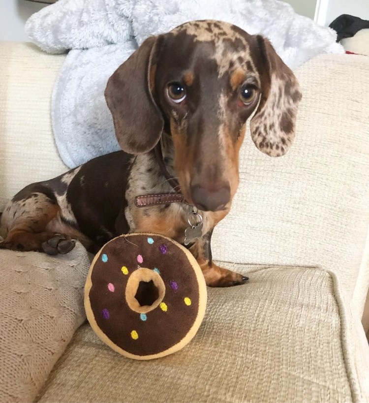 Такса далматинец