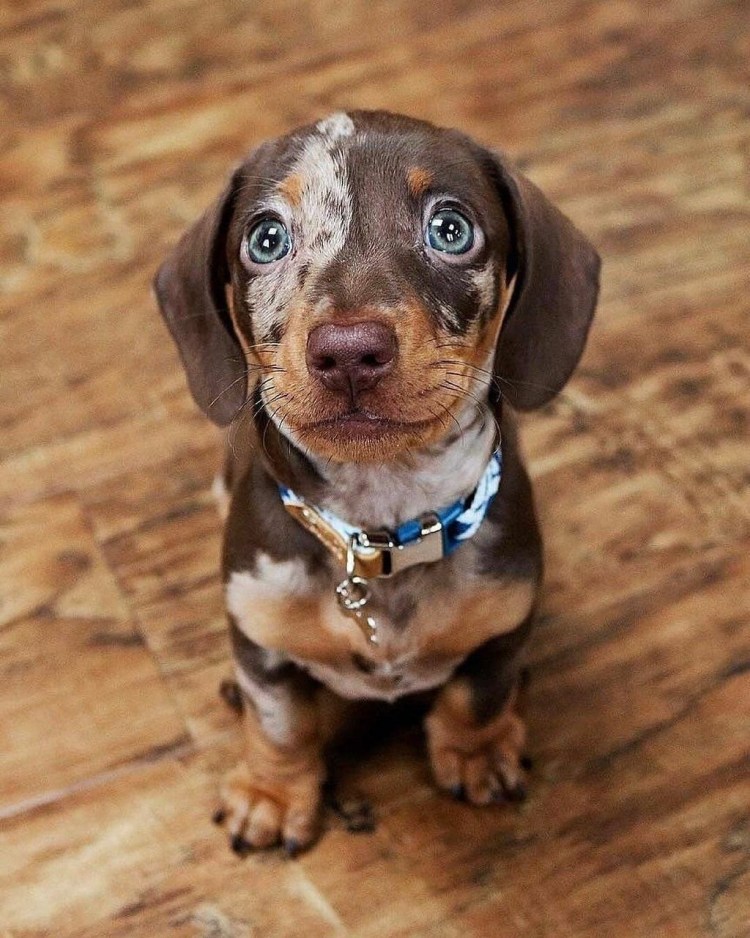 Карликовый далматинец