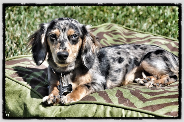 Такса пегая длинношерстная