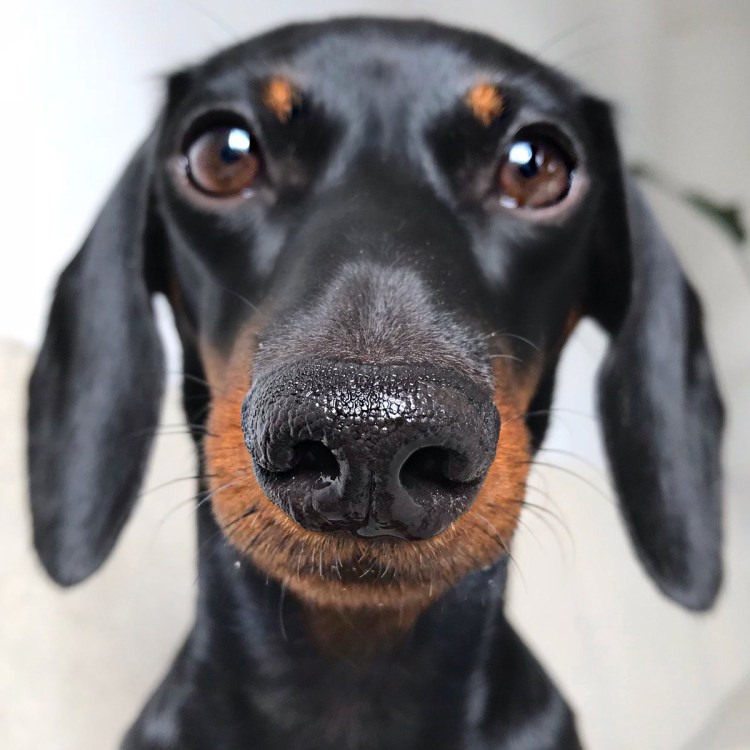 Австралийская такса