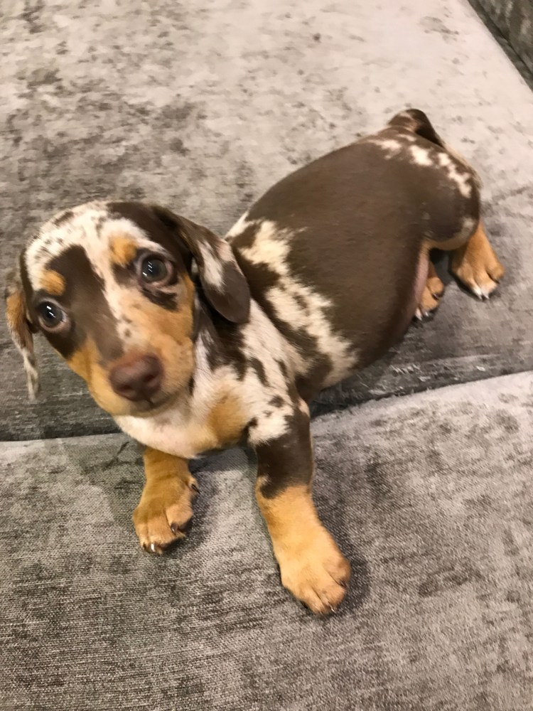 Кроличья такса гладкошерстная мраморная