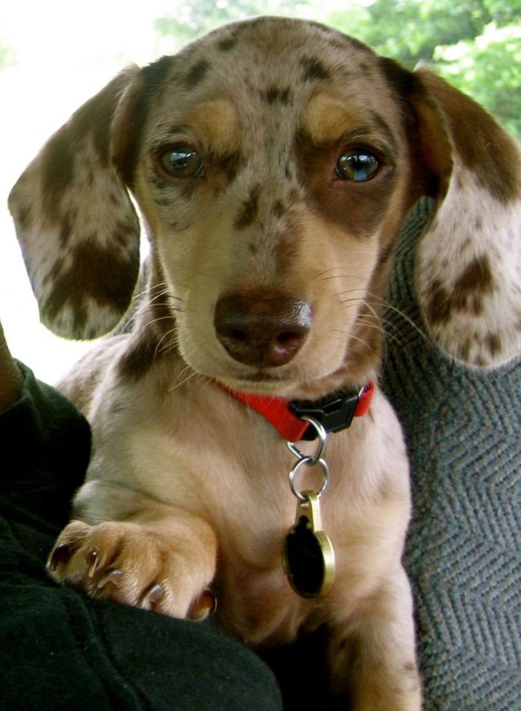 Бигль и такса