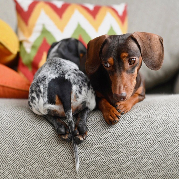 Лопоухая такса пятнистая