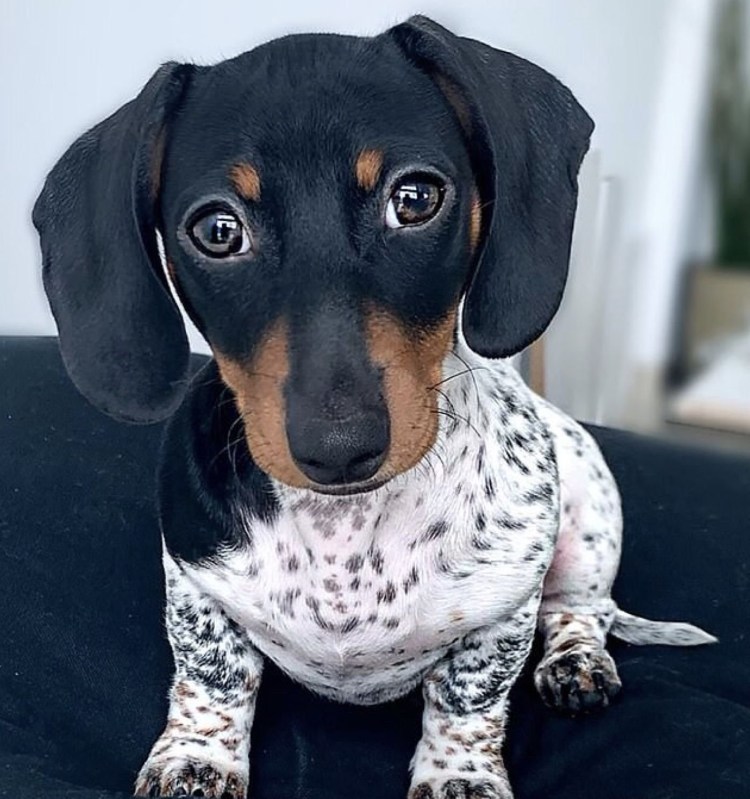 Длинношерстная такса пятнистая