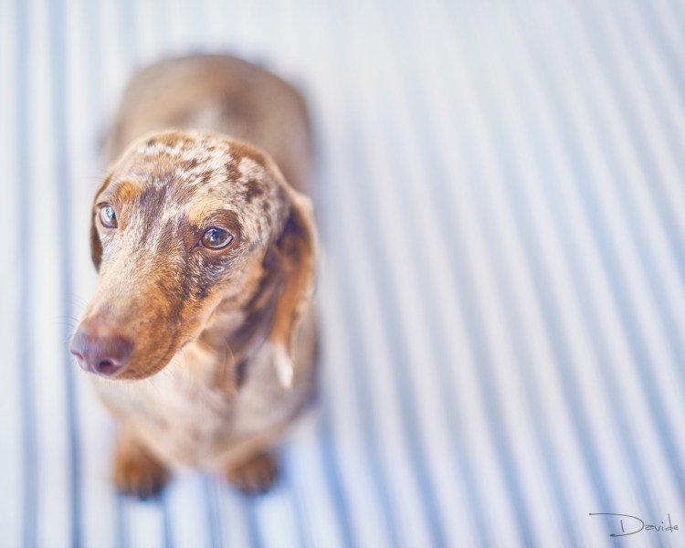 Мраморная карликовая такса