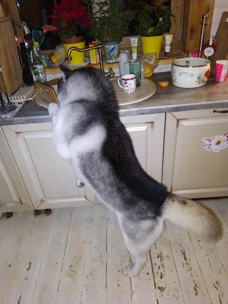 Первая выставка для щенка