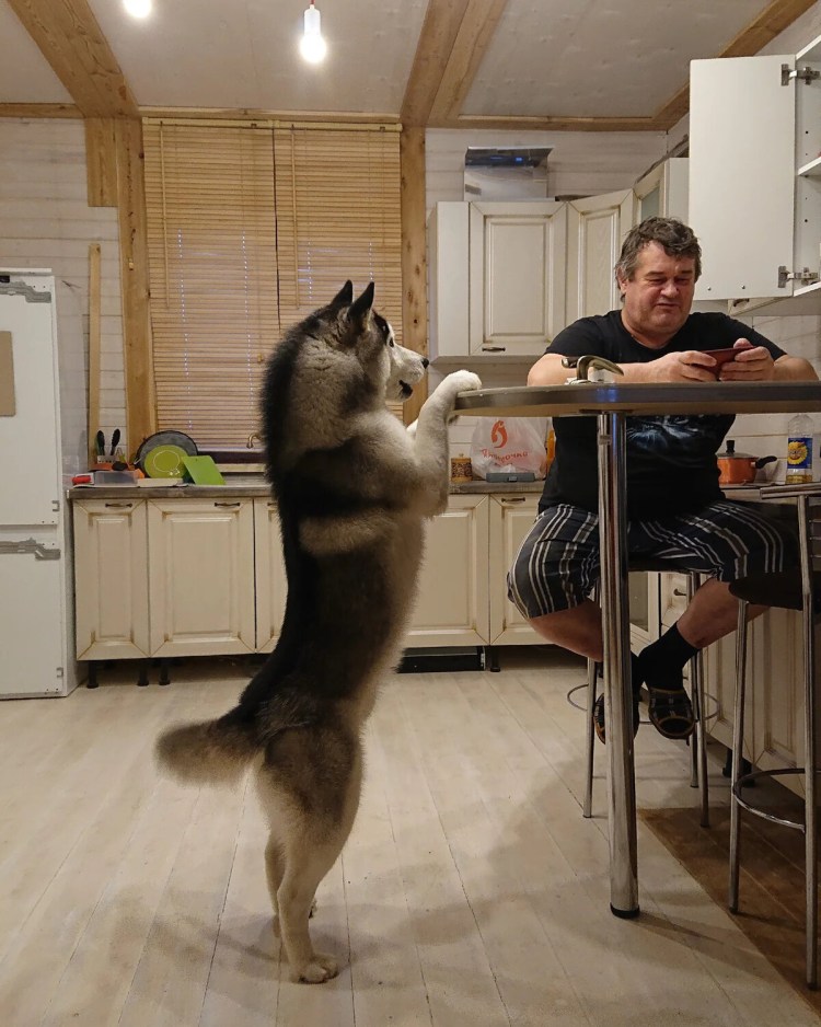 Жизнь с 9 хаски кинология без б