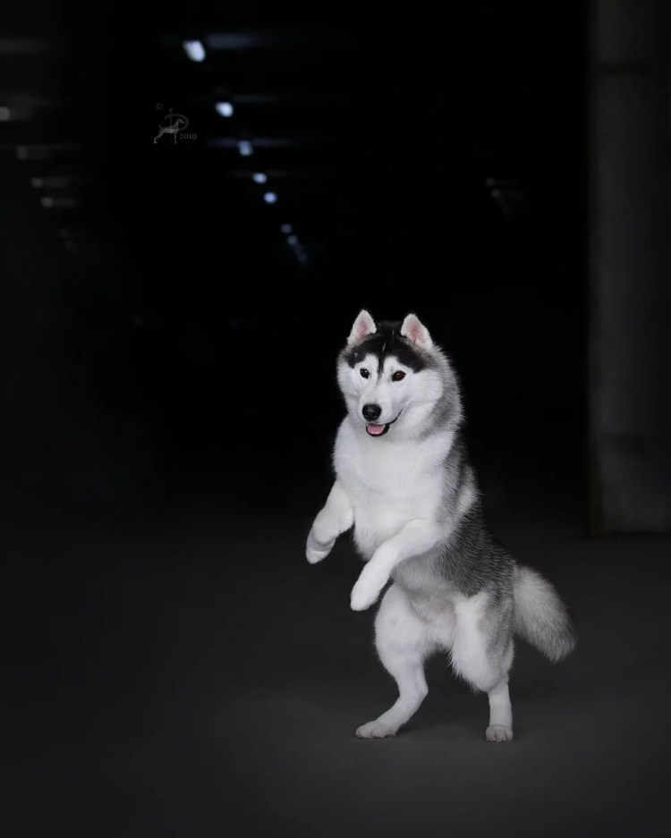 Жизнь с 9 хаски Харди