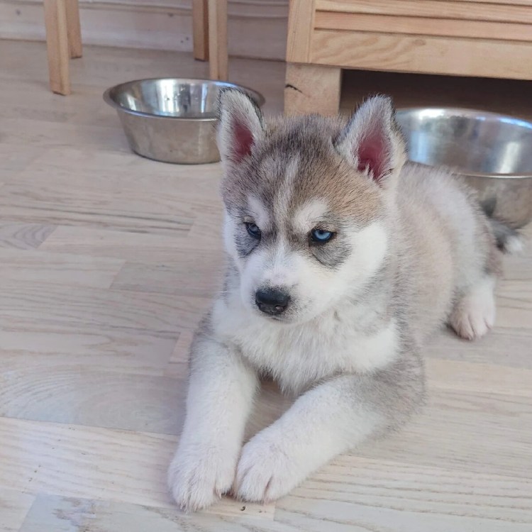 Жизнь с 10 хаски дзен прямой эфир