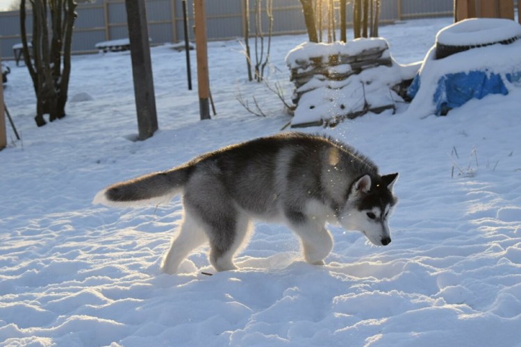 Коба хаски жизнь с 9