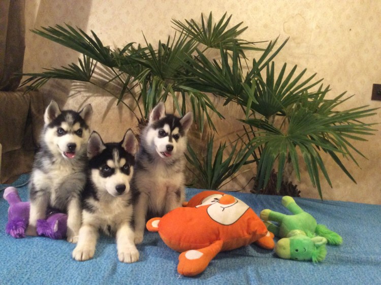 Сибирская хаски k-9 America