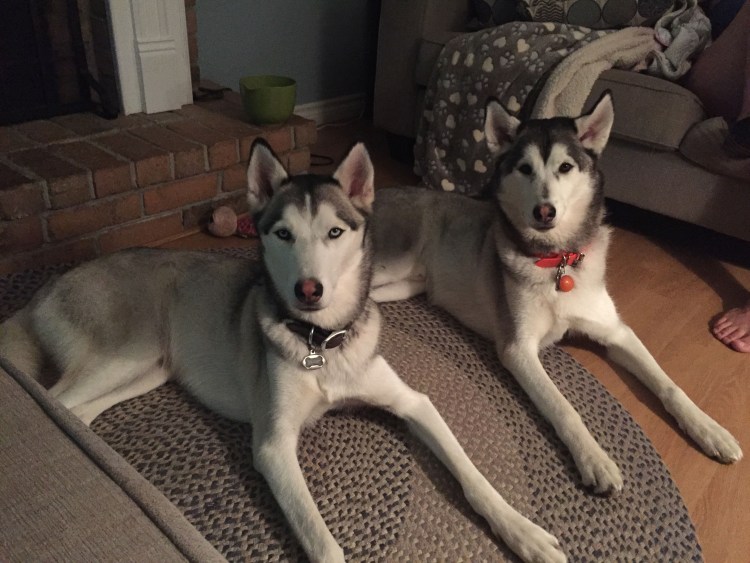 Кинологический клуб Эльбрус Москва