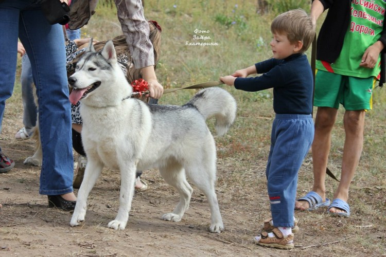 Аляскинский хаски
