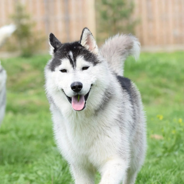 Батхуу хаски