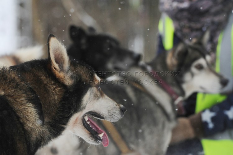 Жизнь с 10 хаски кинология без б дзен