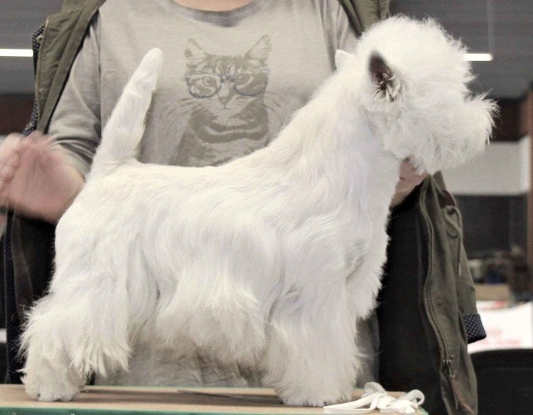 Норвич терьер