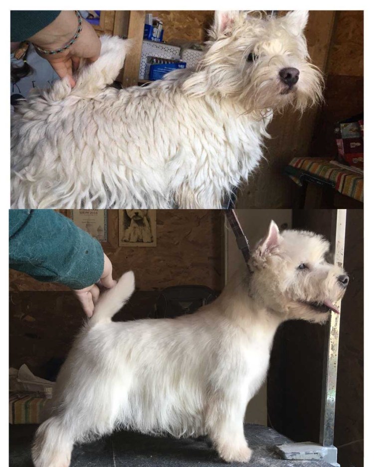 Тримминг Норвич терьера