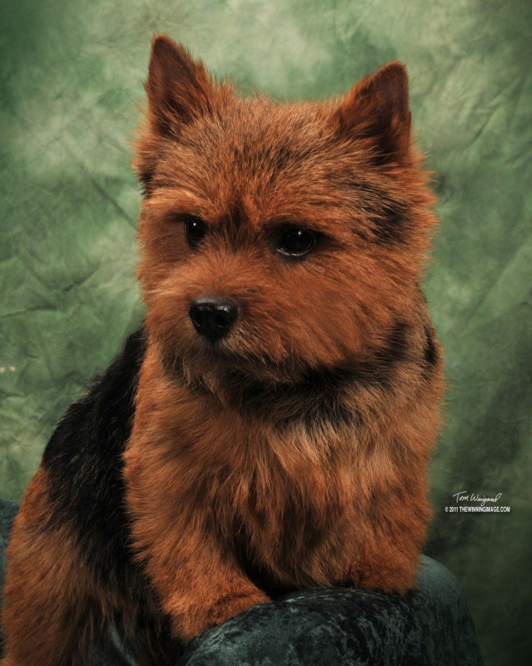 Норвич терьер Пинки